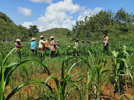 HARAPAN BESAR PETANI DI BAWAH TERIKNYA MATAHARI