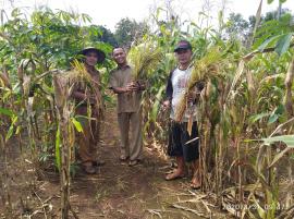 PENGECEKAN HASIL PANEN PETANI DESA PUCANGANOM