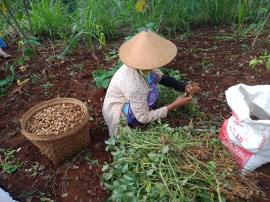 PETANI PUCANGANOM MULAI PANEN KACANG