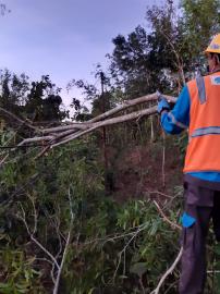 ANGIN KENCANG TUMBANGKAN PEPOHONAN