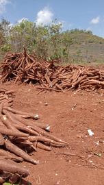 HUJAN DERAS, KENAPA PETANI MALAH GUNDAH?