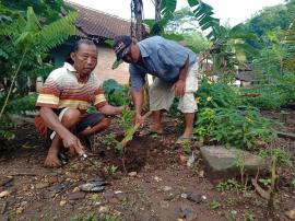 BERJUTA HARAPAN DARI SEBATANG POHON KOPI