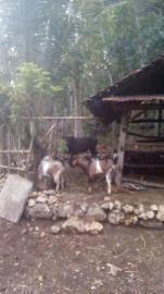 SAPI WARNA HITAM GEGERKAN WARGA BUNGMANIS