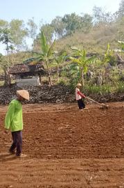 MENGAWALI MUSIM, PETANI PUCANGANOM SUDAH MULAI MENEBAR BENIH