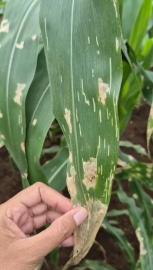 KUMBANG LANDAK MENYERANG TANAMAN JAGUNG