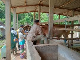 VAKSINASI ANTRAKS LANJUTAN