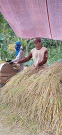 MAYORITAS PETANI DI KALURAHAN PUCANGANOM SUDAH PANEN PADI